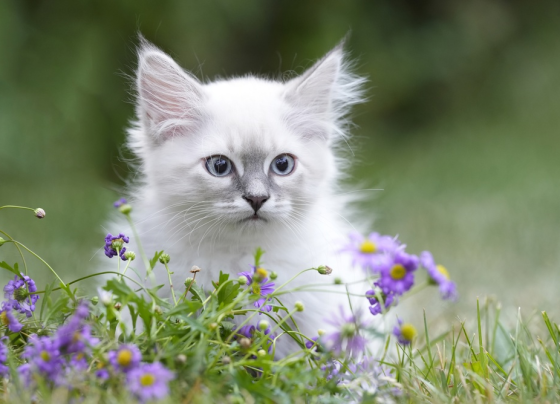 eu-macht-chips-für-hunde-und-katzen-zur-pflicht