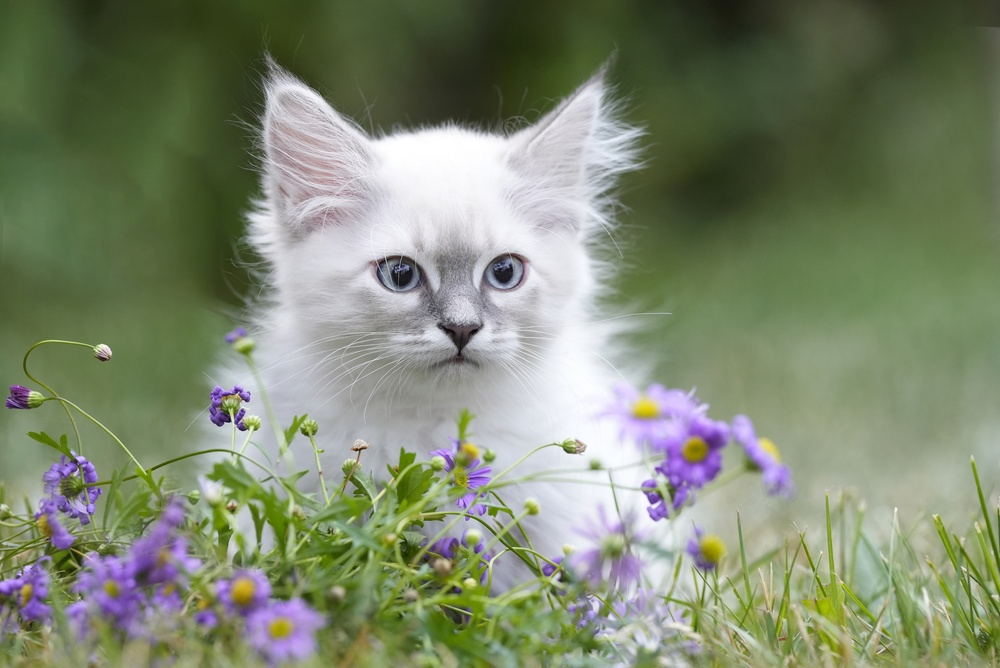 EU macht Chips für Hunde und Katzen zur Pflicht